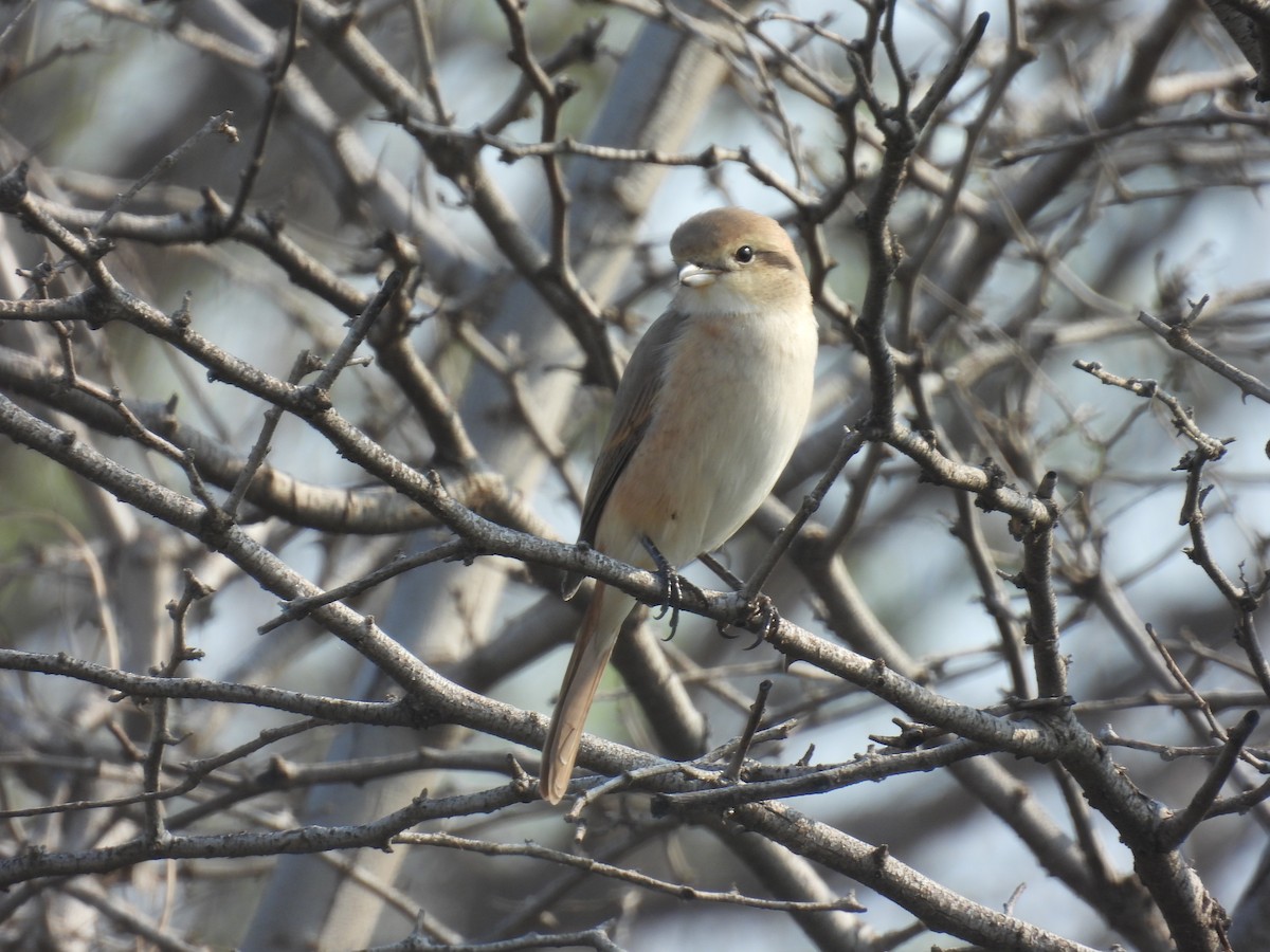 Alcaudón Isabel - ML647572367