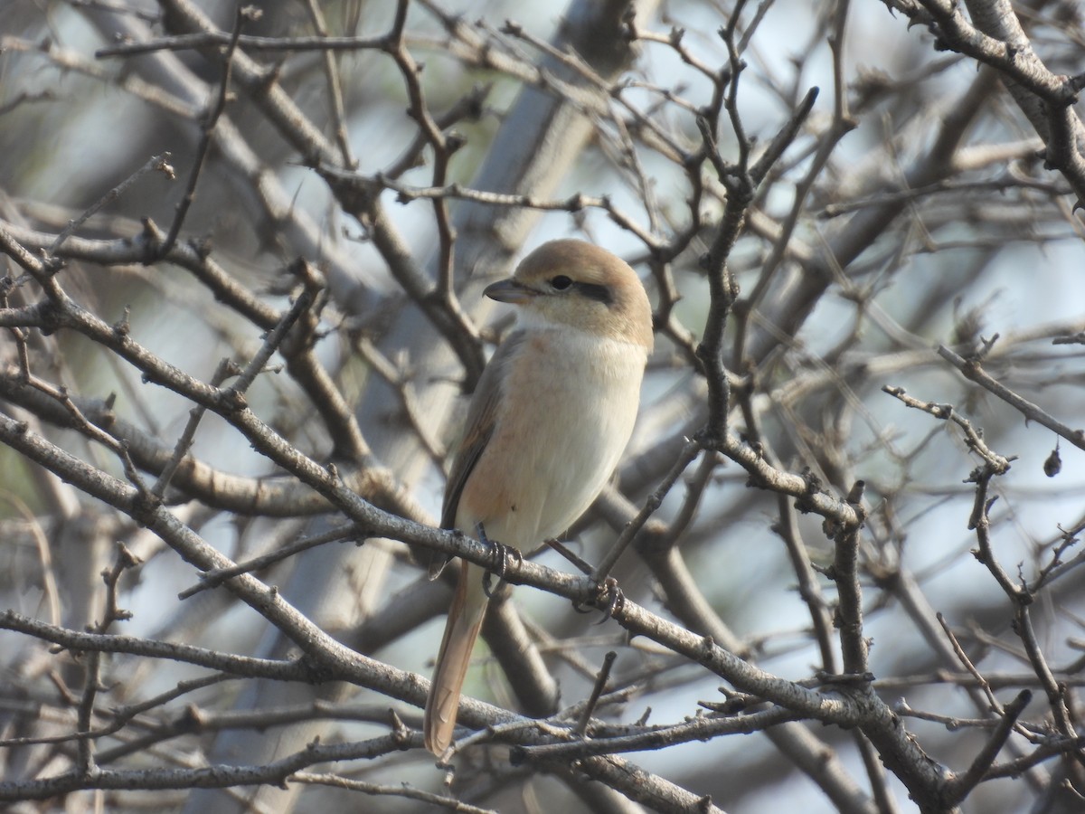 Alcaudón Isabel - ML647572368