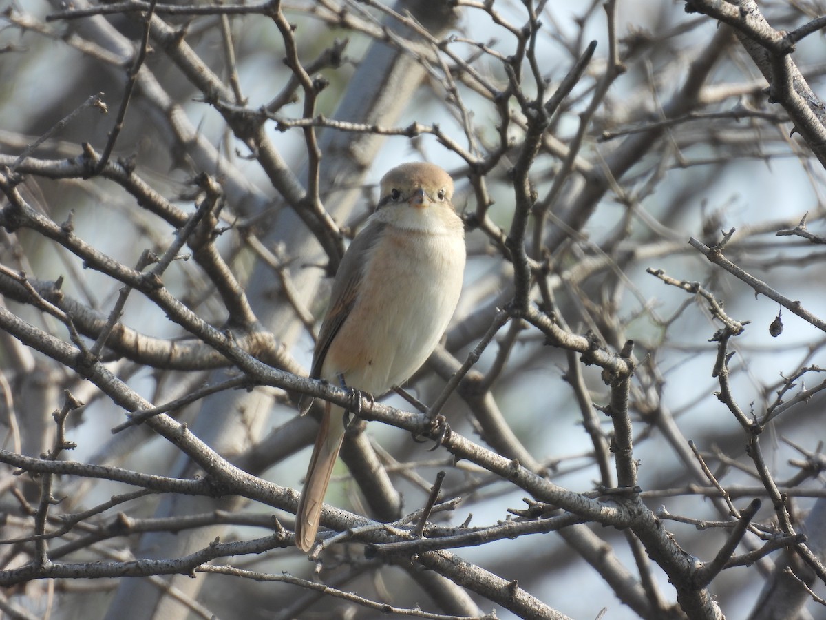 Alcaudón Isabel - ML647572369