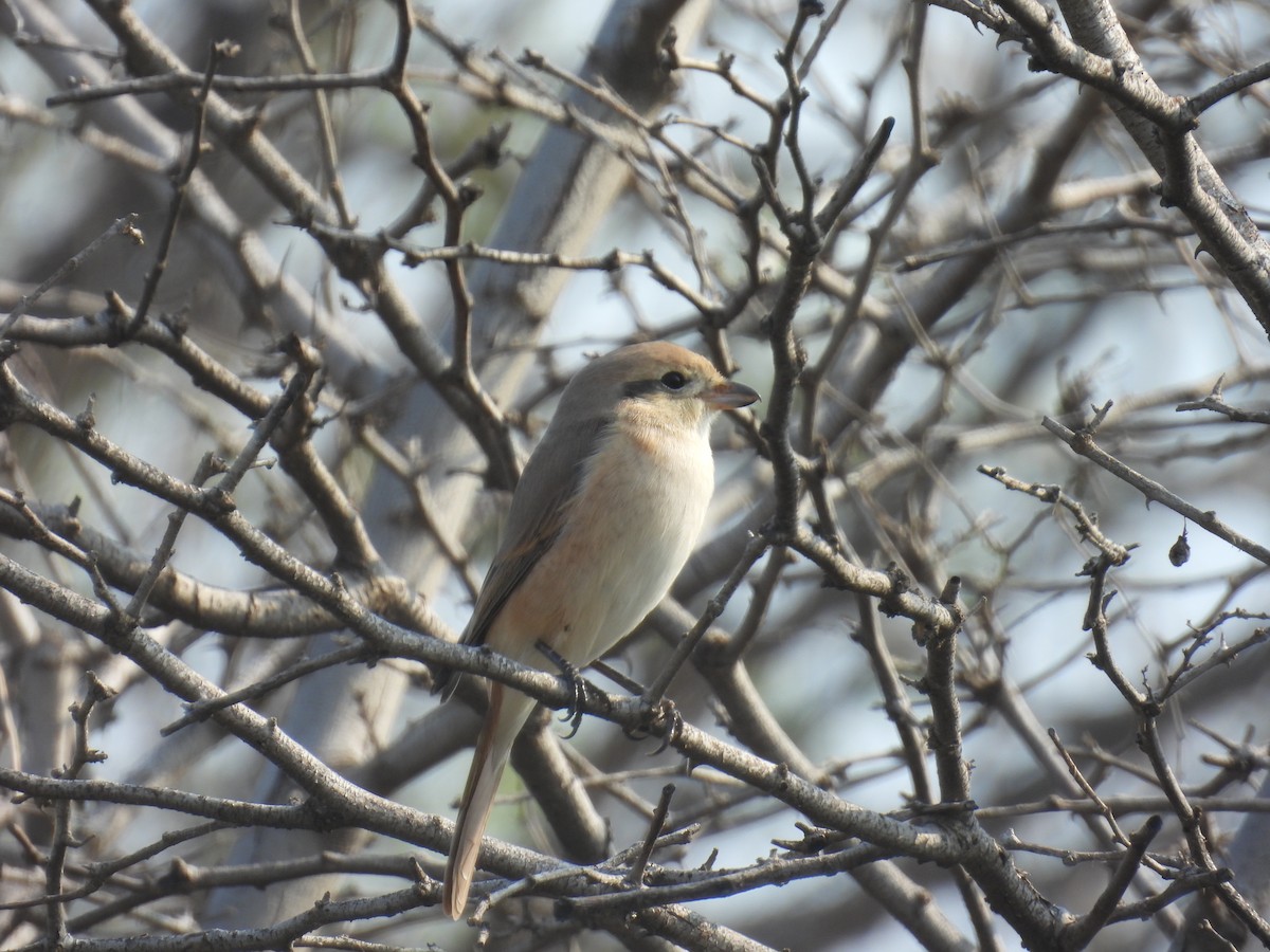 Alcaudón Isabel - ML647572371