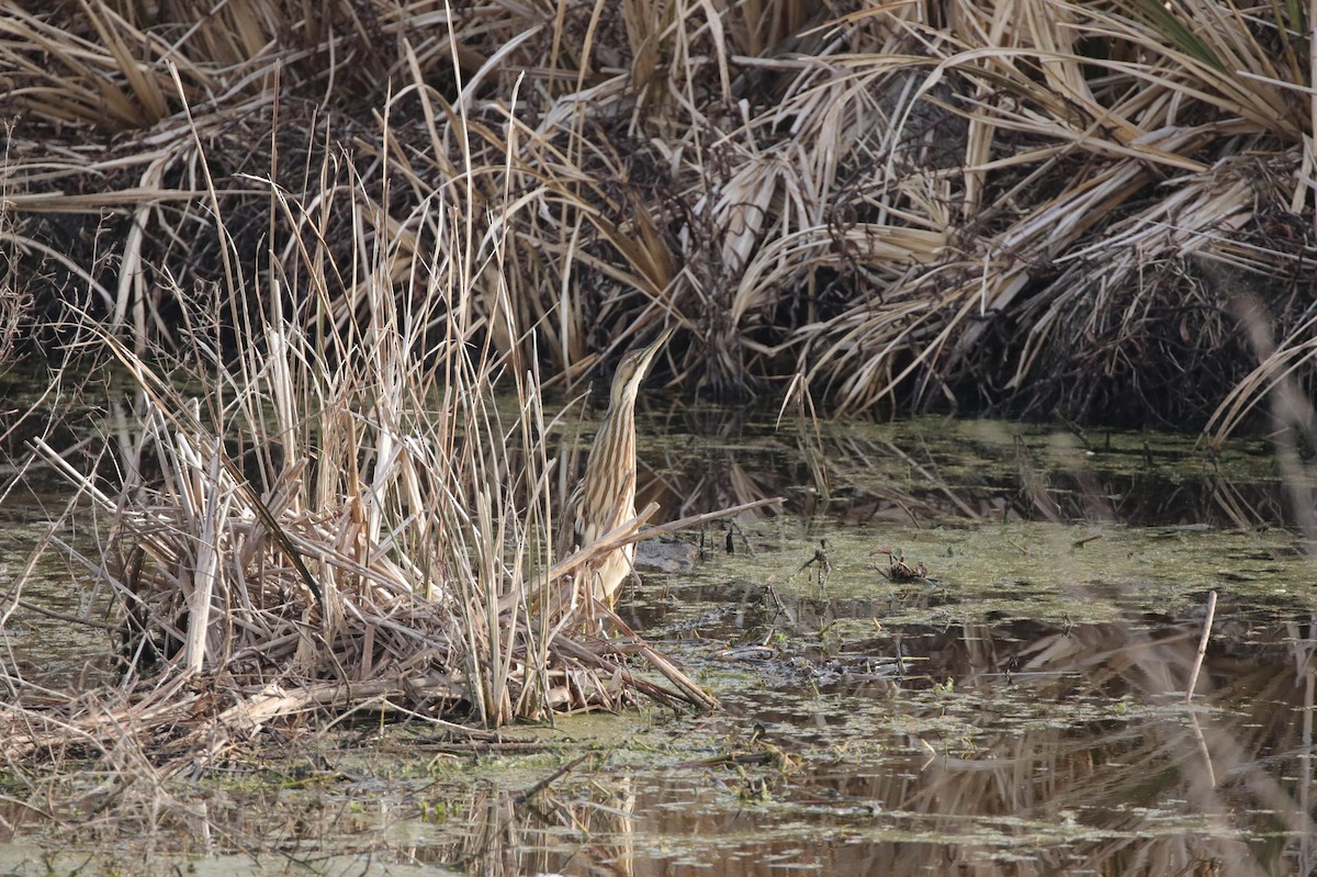 American Bittern - ML647572372