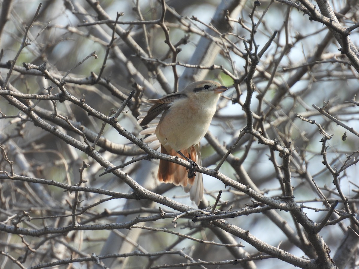 Alcaudón Isabel - ML647572373