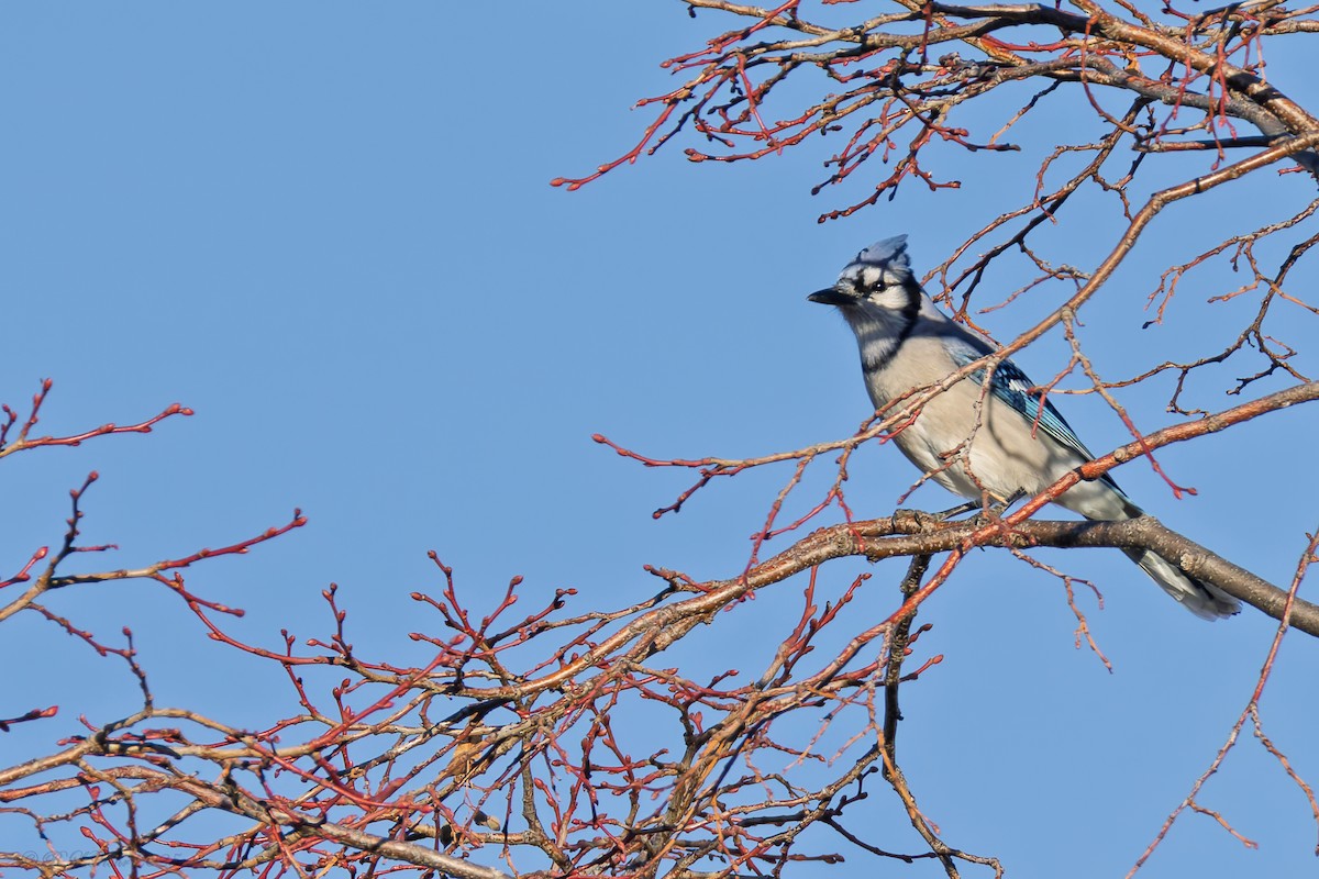 sojka chocholatá - ML647572378