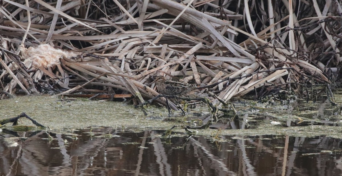 Wilson's Snipe - ML647572389