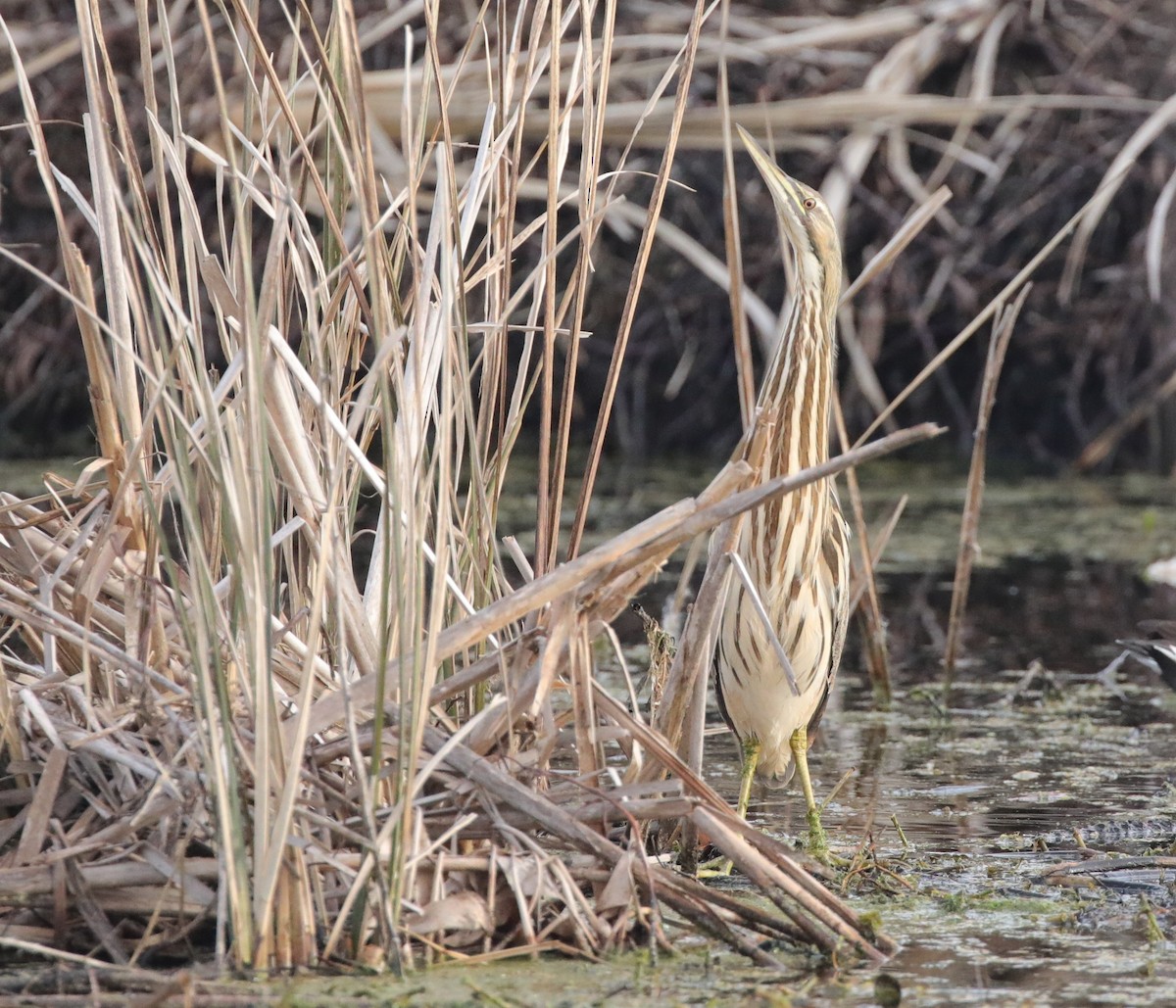 American Bittern - ML647572390