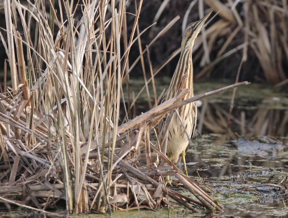 American Bittern - ML647572393
