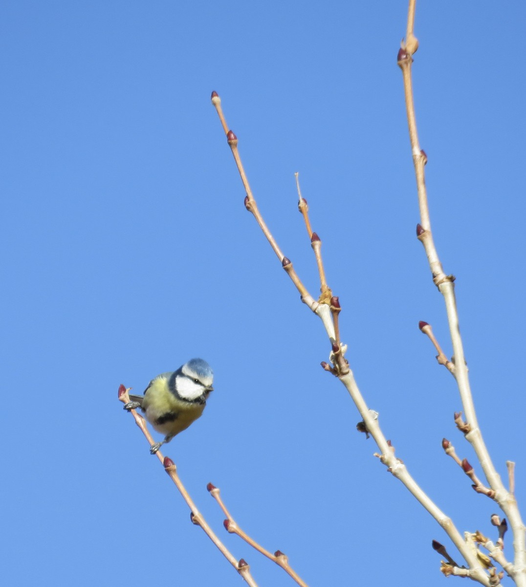 Eurasian Blue Tit - ML647572401