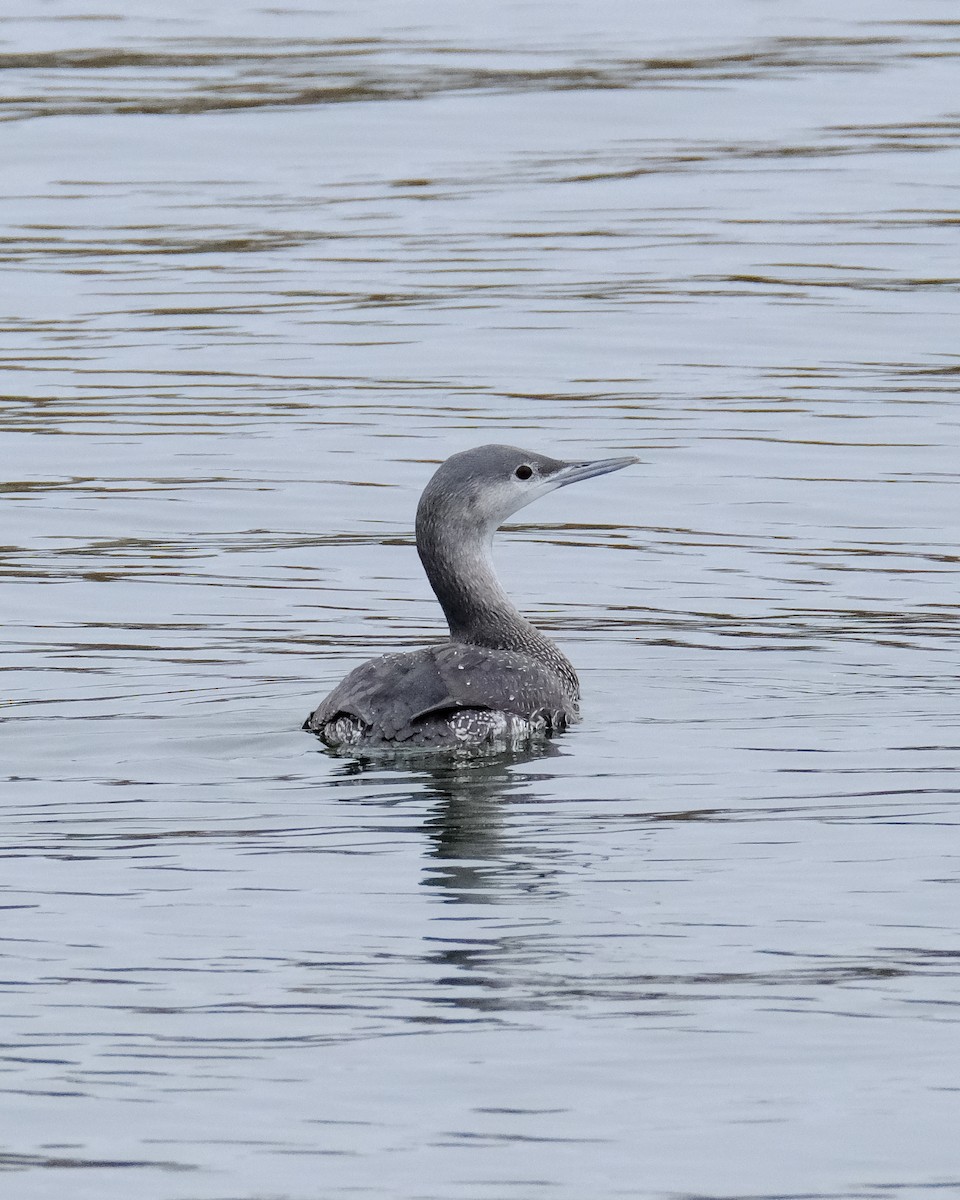 紅喉潛鳥 - ML647572402