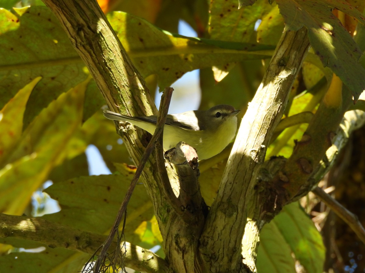 Bireo filadelfiarra - ML647572425