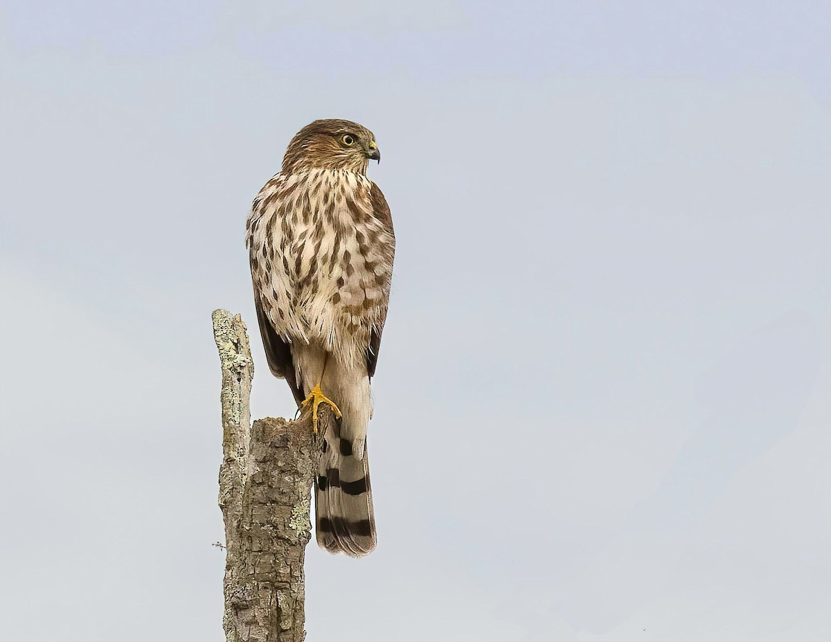 Sharp-shinned Hawk - ML647572431