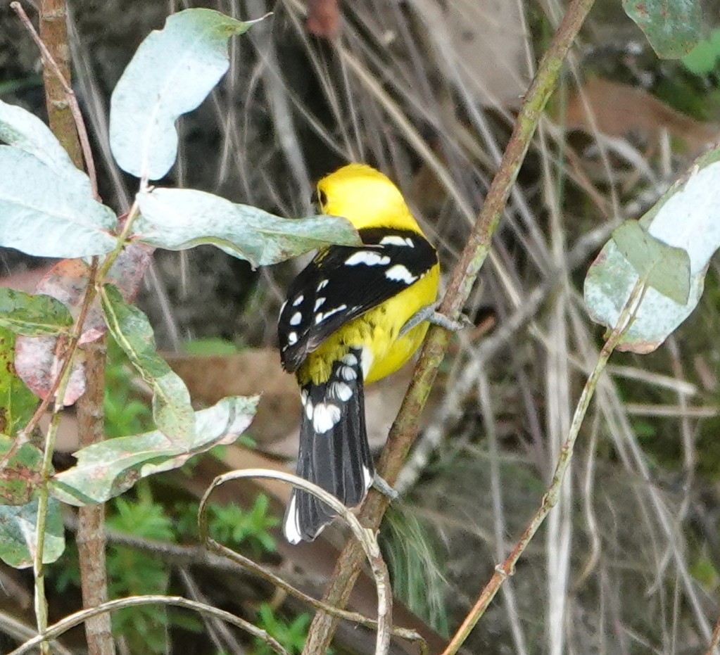 Golden Grosbeak - ML647572446