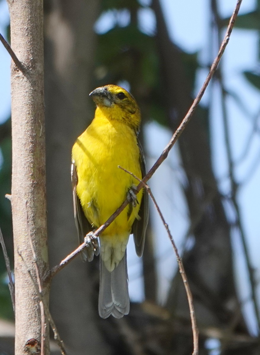 Golden Grosbeak - ML647572447