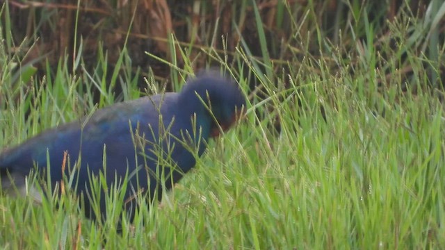 Uroilo urdin afrikarra - ML647572453