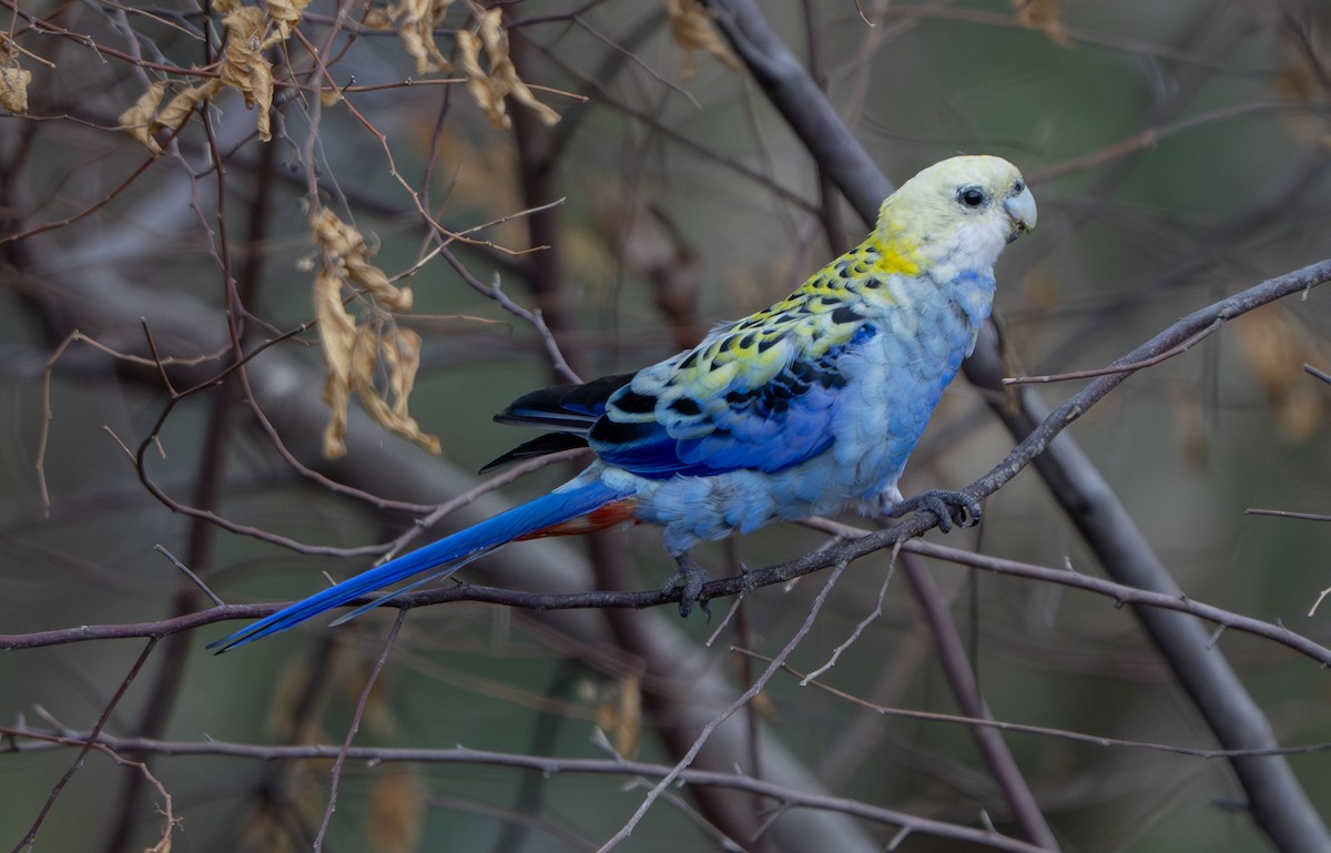 ホオアオサメクサインコ - ML647572456
