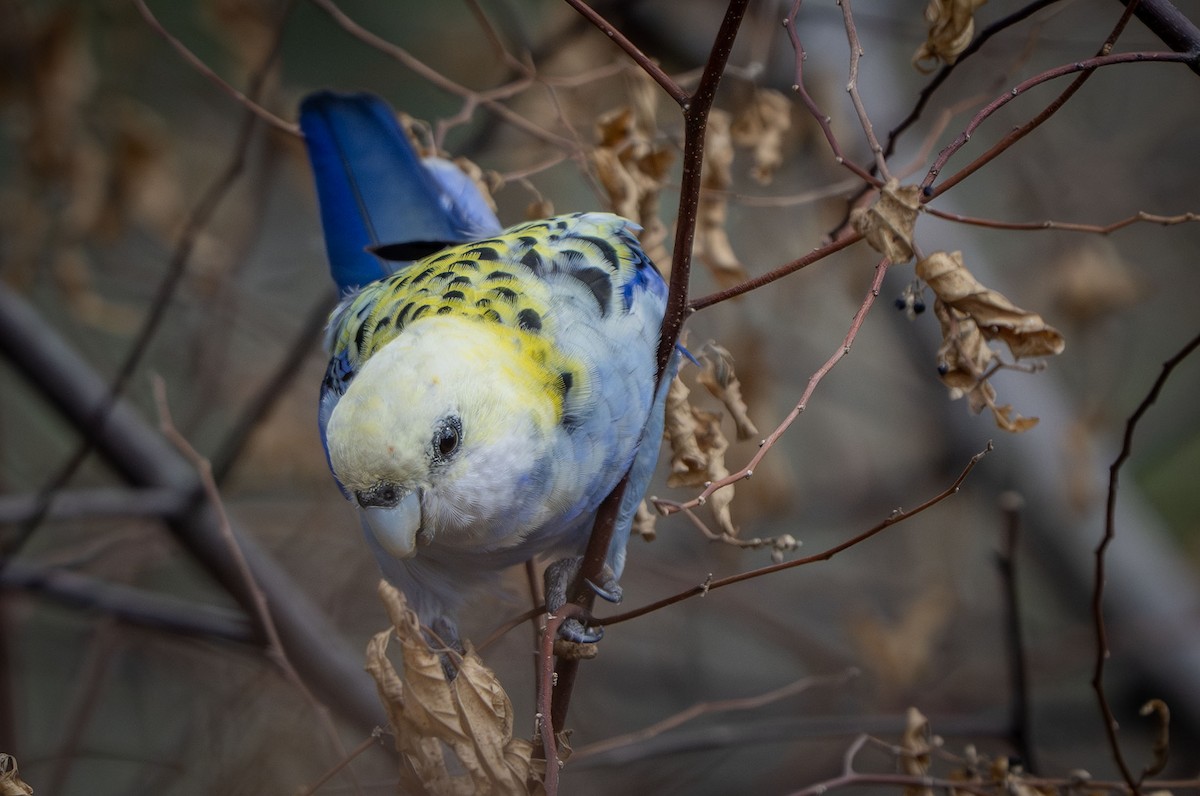ホオアオサメクサインコ - ML647572457
