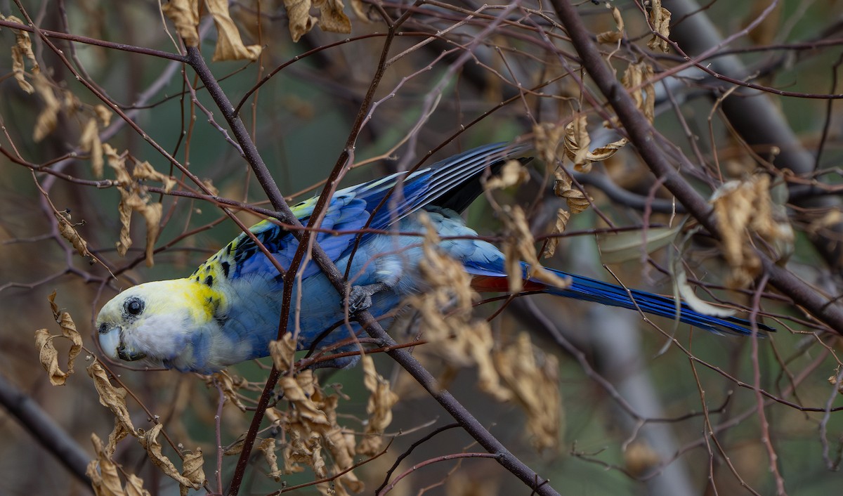 ホオアオサメクサインコ - ML647572458