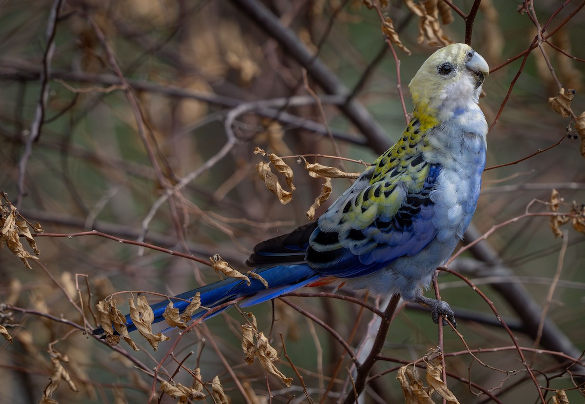 ホオアオサメクサインコ - ML647572459