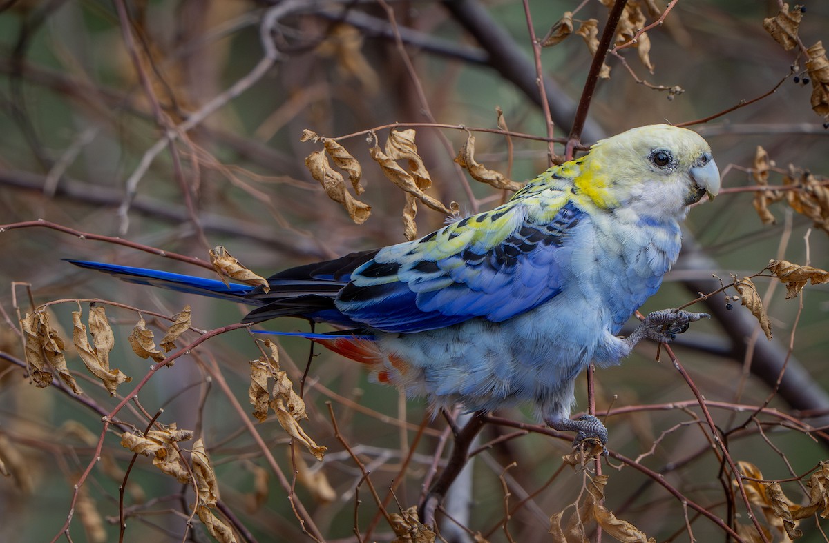 ホオアオサメクサインコ - ML647572460