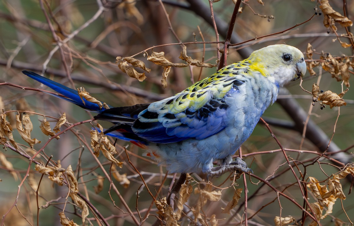 ホオアオサメクサインコ - ML647572462
