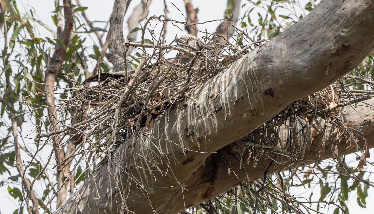 Square-tailed Kite - ML647572466