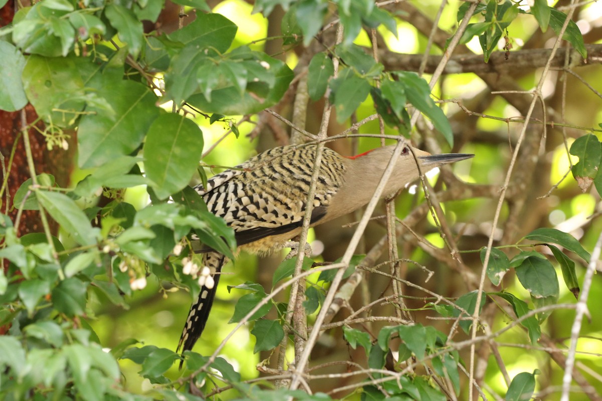 West Indian Woodpecker - ML647572473