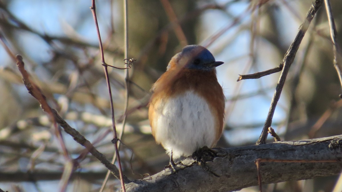 Eastern Bluebird - ML647572474