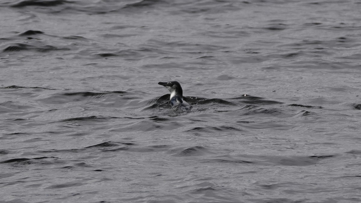 Little Penguin - ML647572477