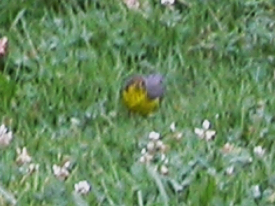 Reinita Canadiense - ML647572517