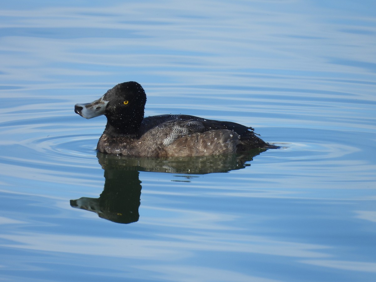 Морская чернеть - ML647572524