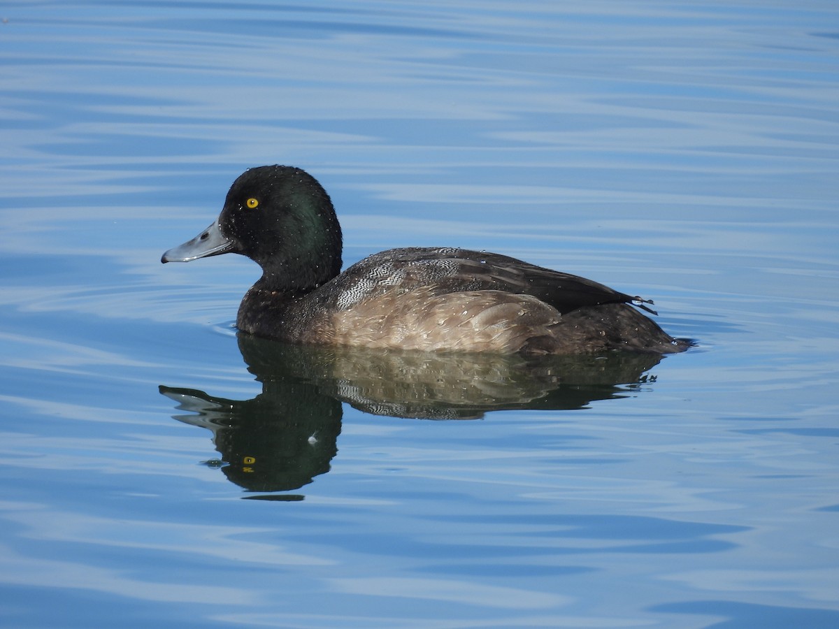 Морская чернеть - ML647572525