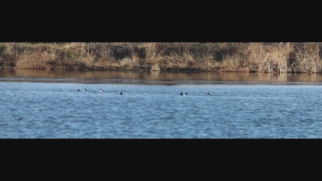 Murgilari urrebegia - ML647572529