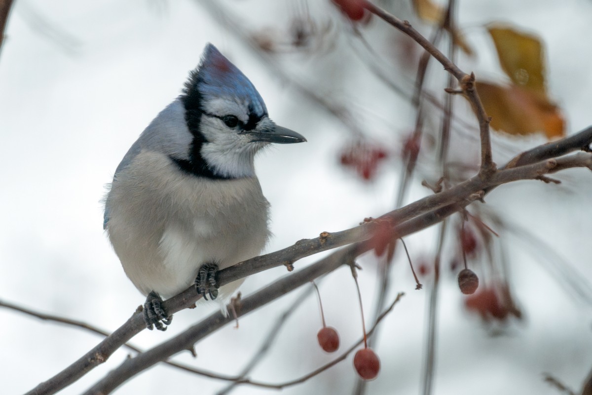 sojka chocholatá - ML647572552
