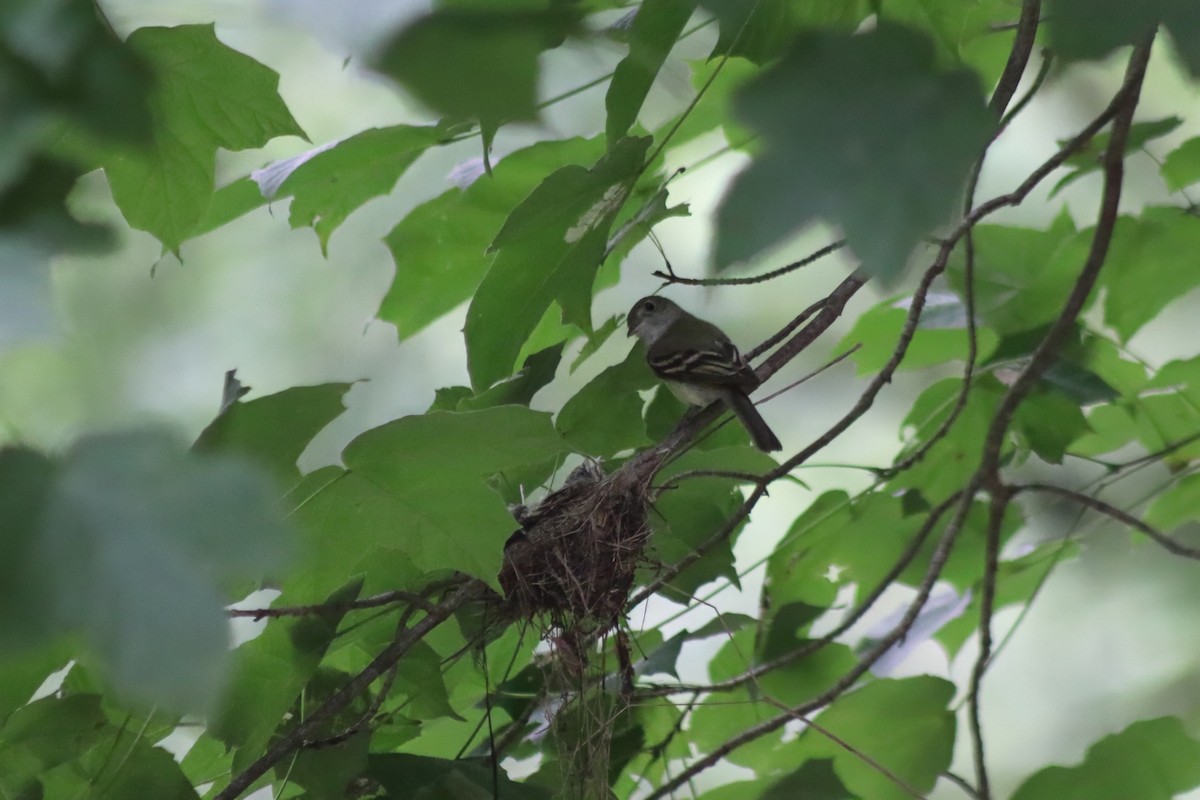 Acadian Flycatcher - ML647572560
