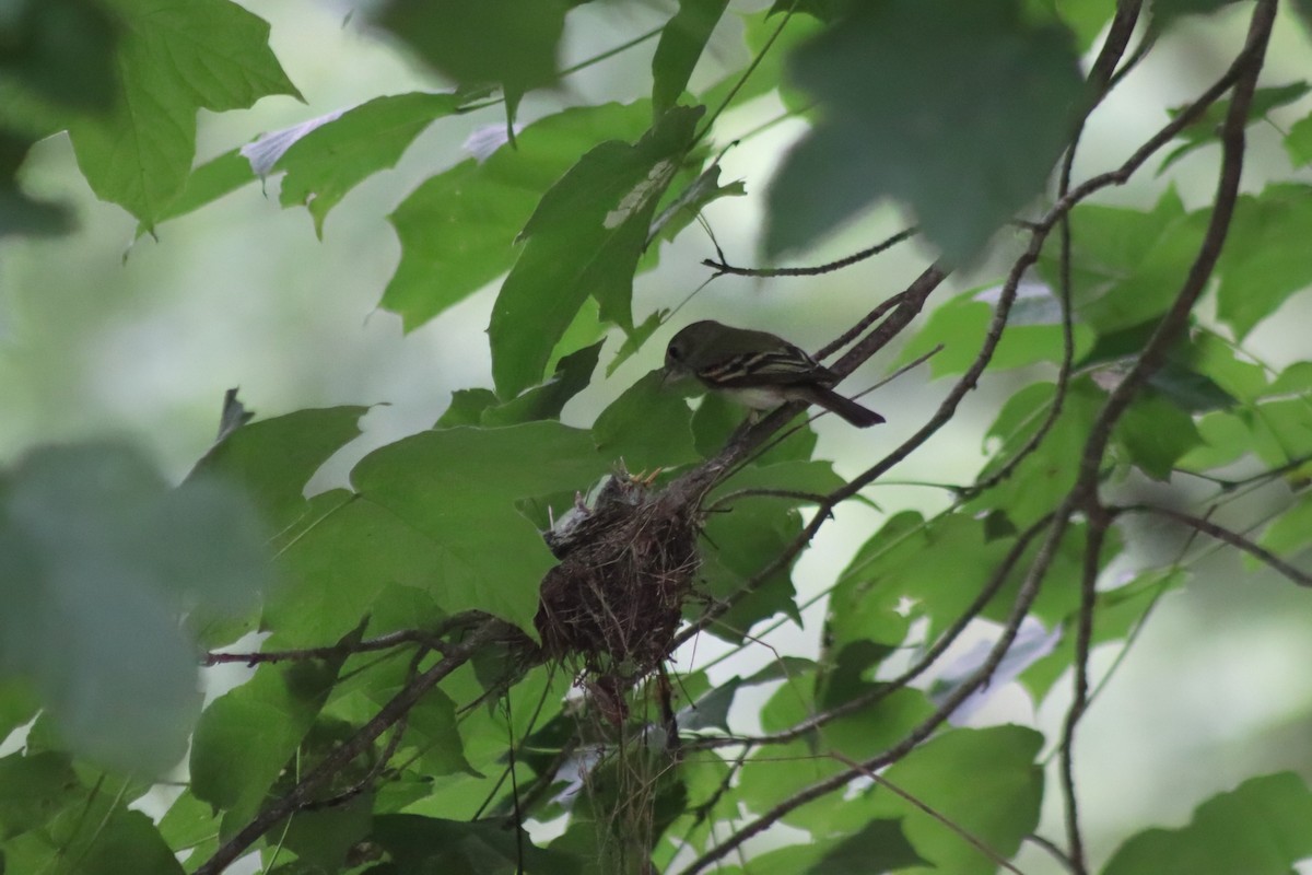 Acadian Flycatcher - ML647572561