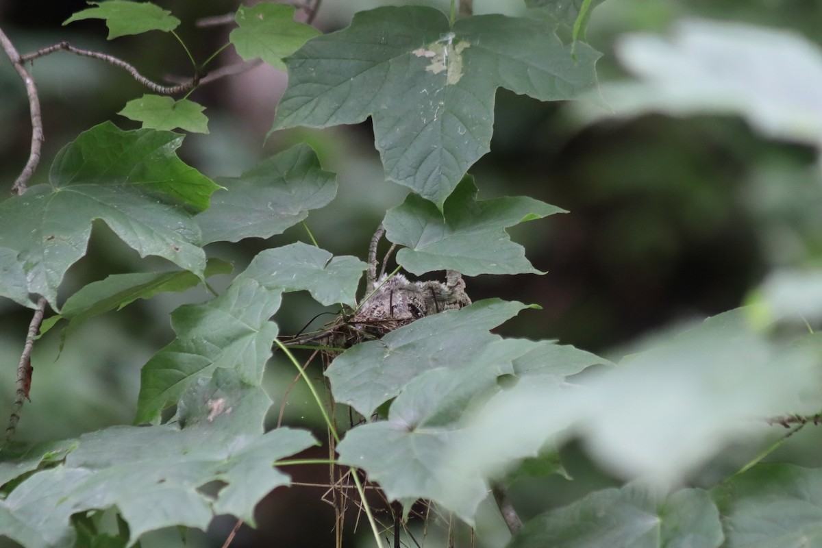 Acadian Flycatcher - ML647572562