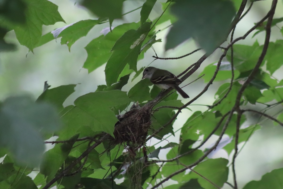 Acadian Flycatcher - ML647572563