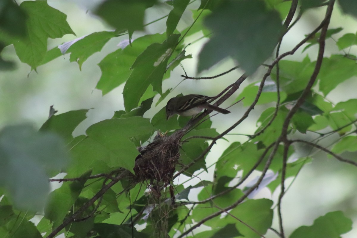 Acadian Flycatcher - ML647572564