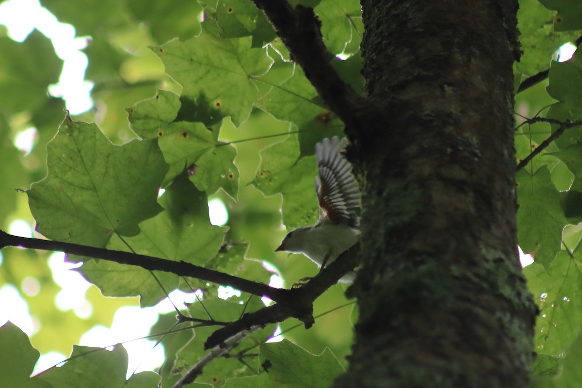 Красноглазый виреон - ML647572581