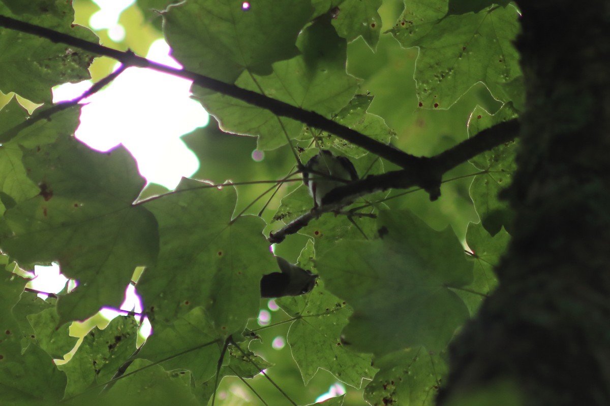 Красноглазый виреон - ML647572582