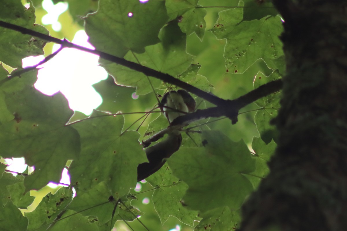 Красноглазый виреон - ML647572583