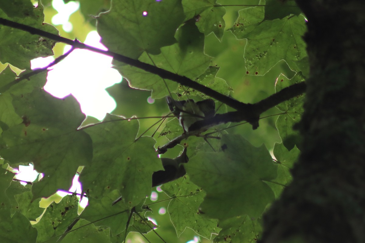 Красноглазый виреон - ML647572584