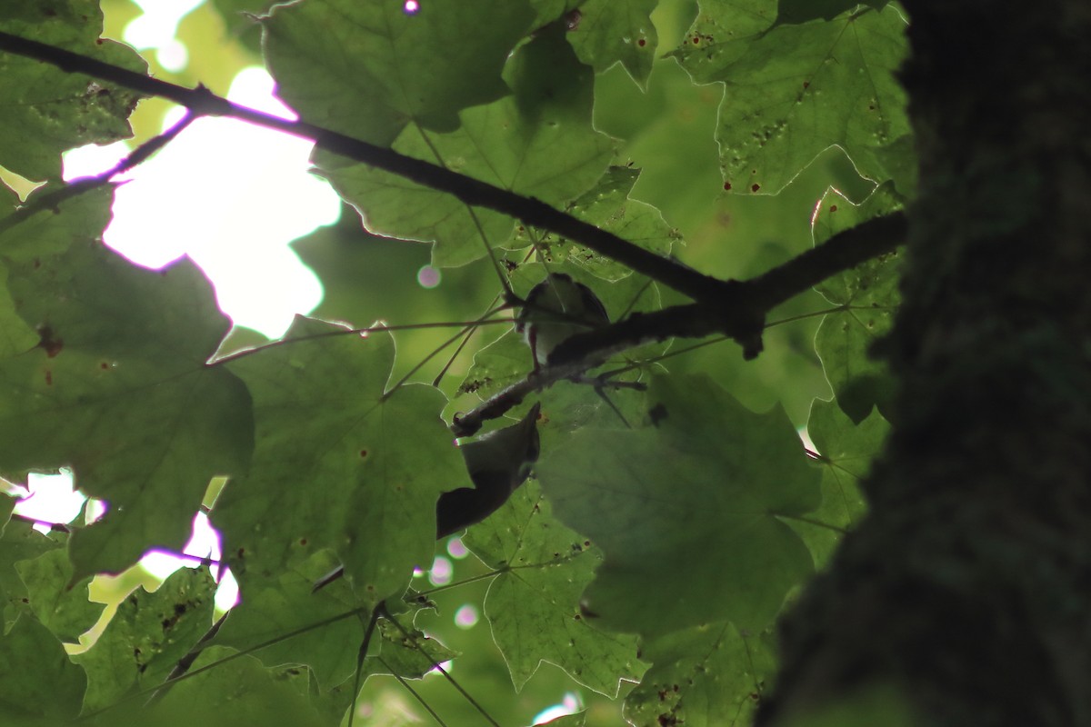 Красноглазый виреон - ML647572585