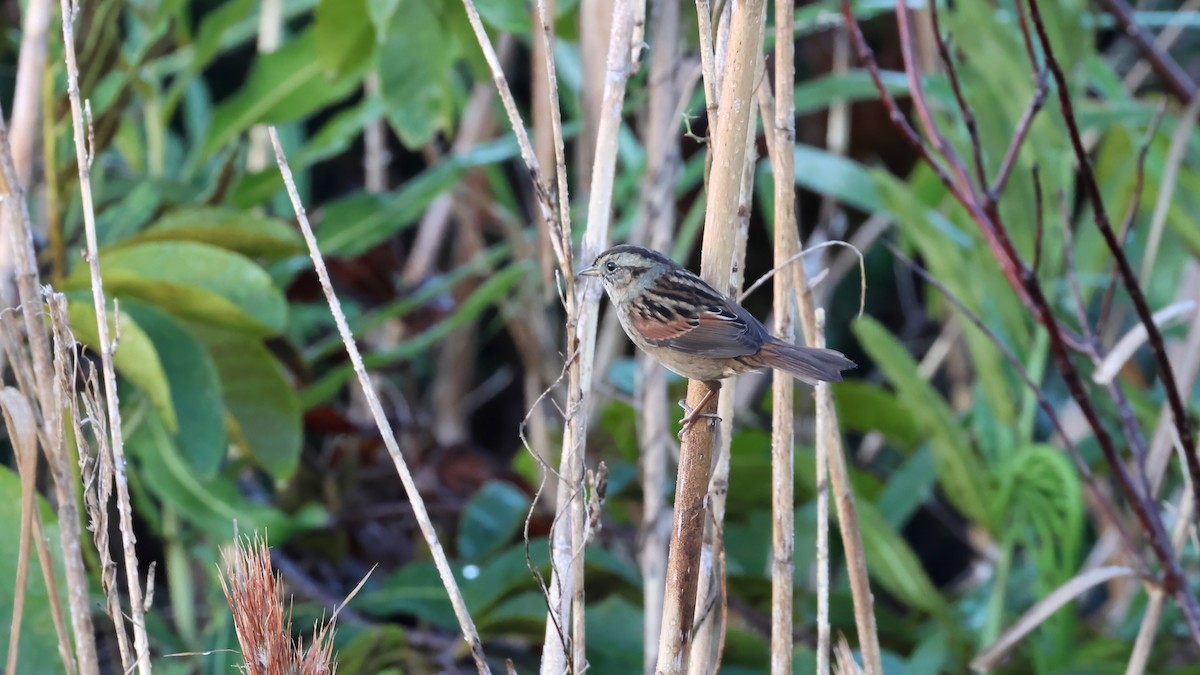 Болотная зонотрихия - ML647572612