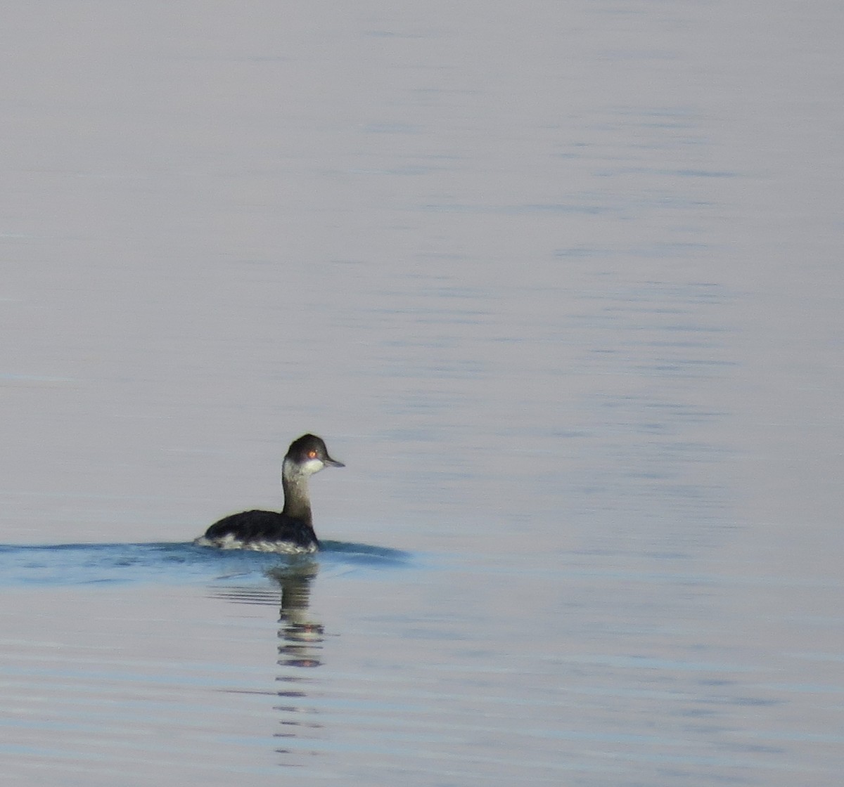 Eared Grebe - ML647572627