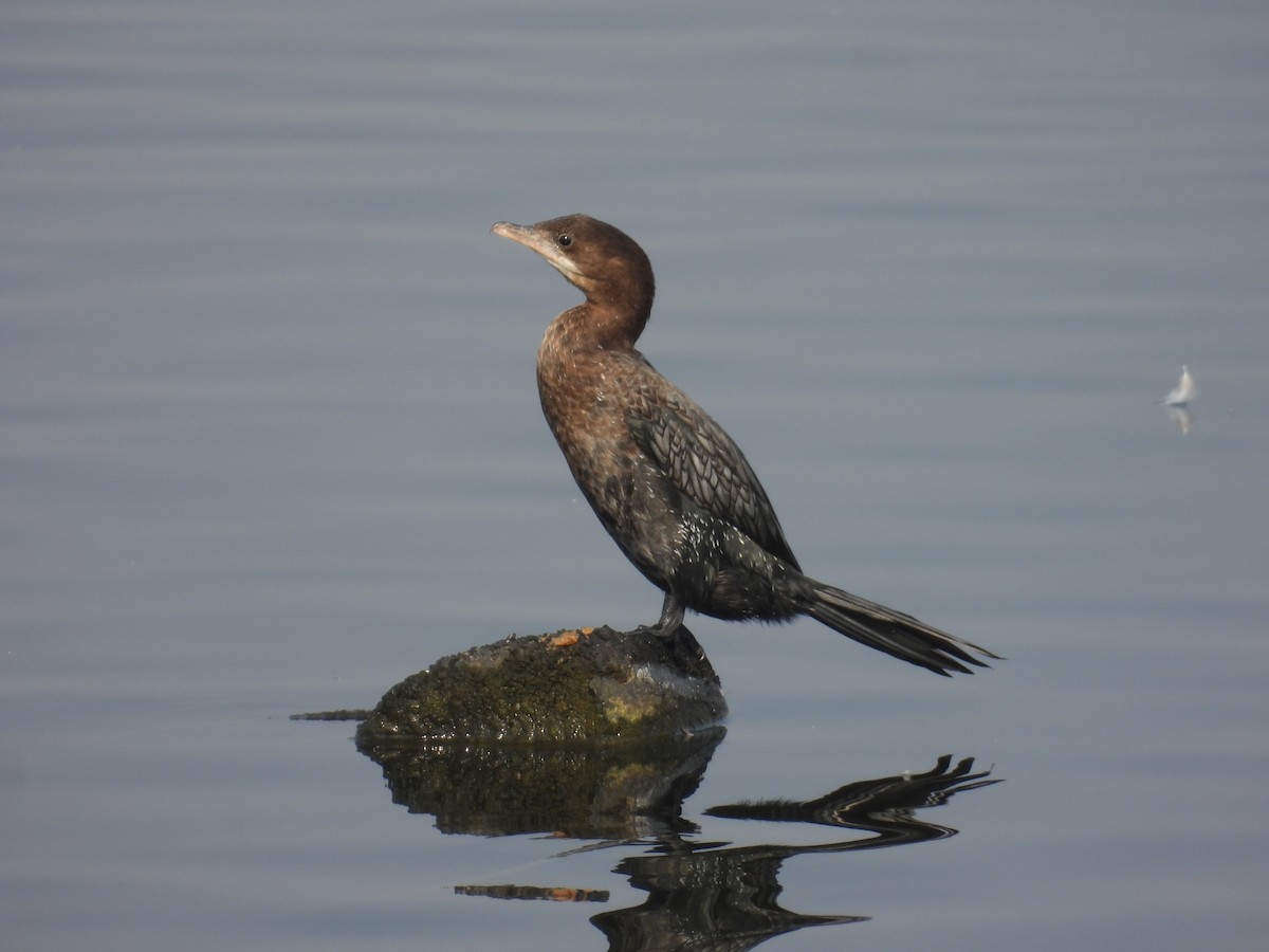 Ubarroi txikia - ML647572630