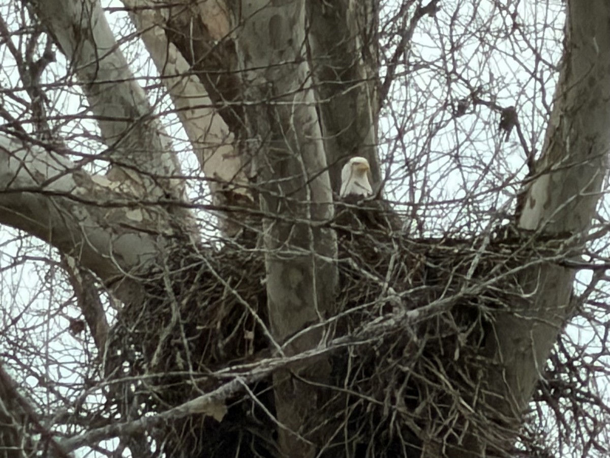 Bald Eagle - ML647572668
