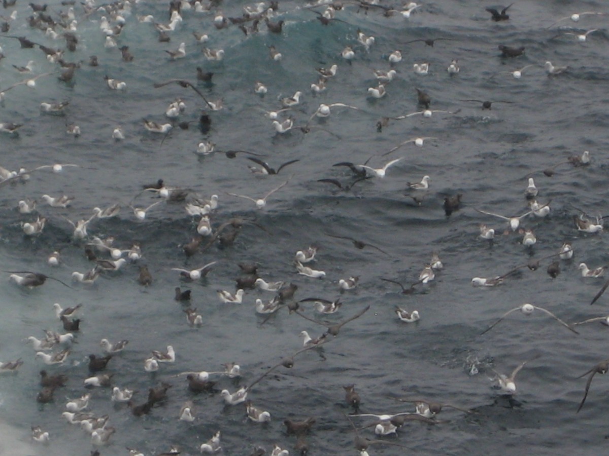 Northern Fulmar - ML647572674