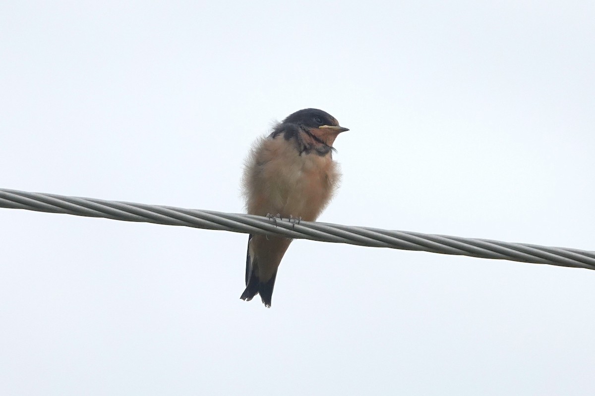 Ластівка сільська - ML647572701