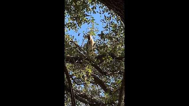 Amiltxori arrunta (hoactli) - ML647572726