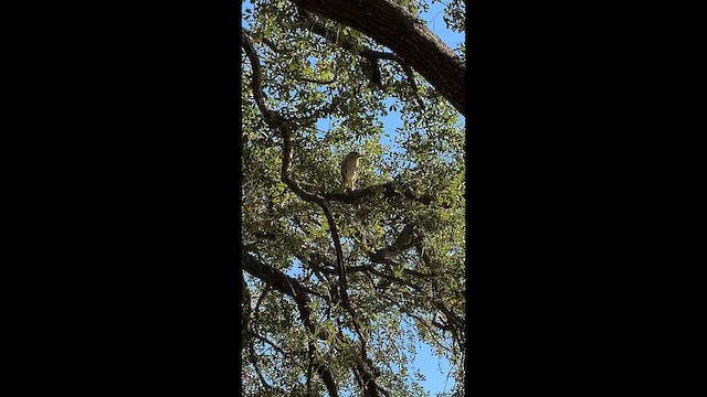 Amiltxori arrunta (hoactli) - ML647572727